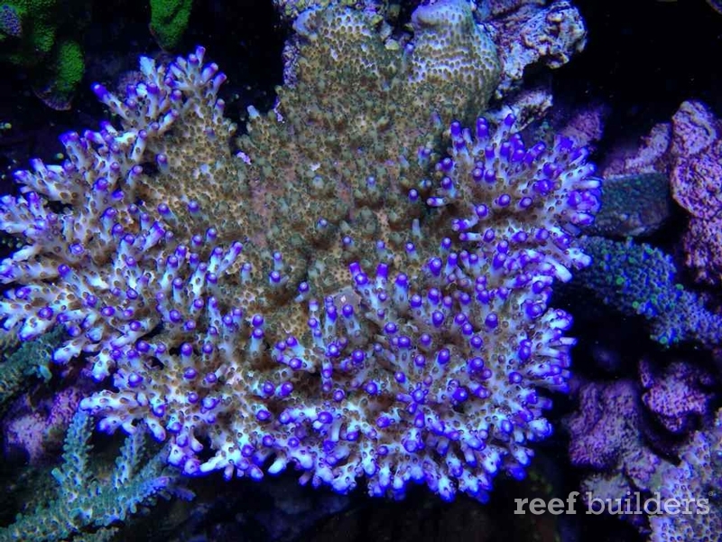 The tale of the Ultimate Efflo tabling acropora - Reef Builders | The ...