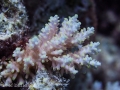 A young colony of the Kwajalein Acropora microclados