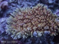 Acropora microclados from Kwajalein Atoll