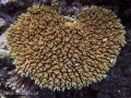 A large colony of Ebeye Special Acro in higher light with lots of green corallite development