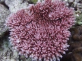 A picture perfect colony of the Ebeye Special Acro