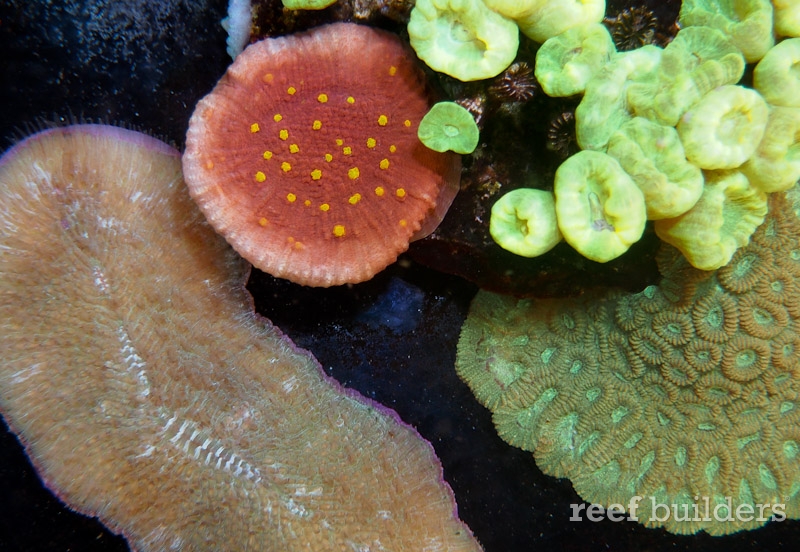 home-corals-14