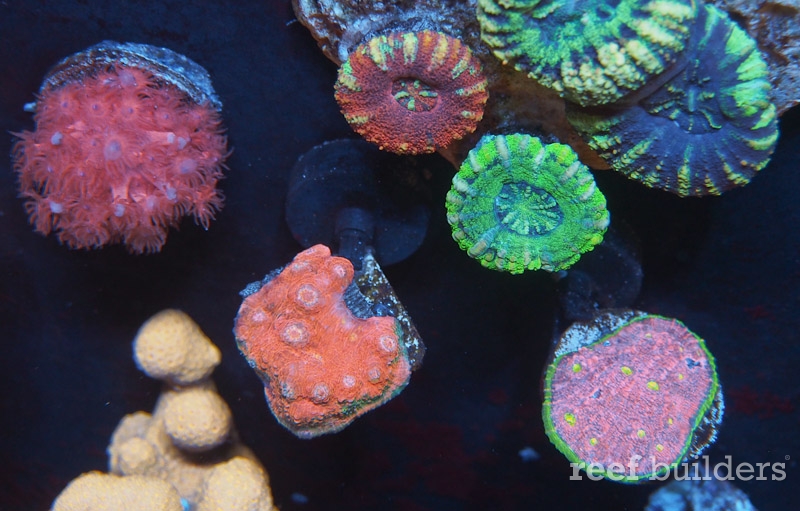 home-corals-2