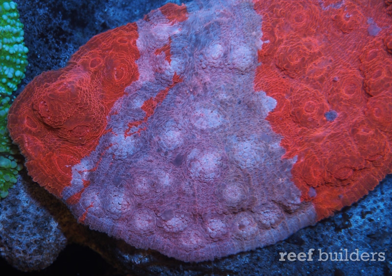 home-corals-4
