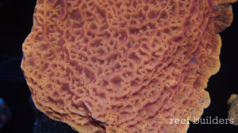 home-corals