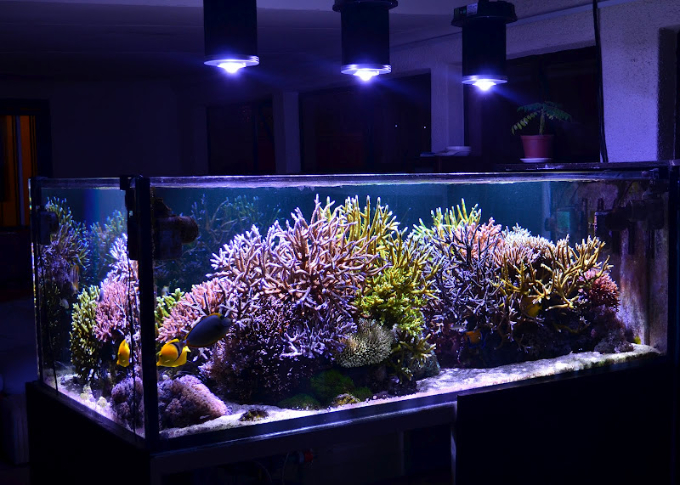 Adee's Sunlit Reef is Even Better With LEDs | Reef Builders | The Reef and Saltwater Blog