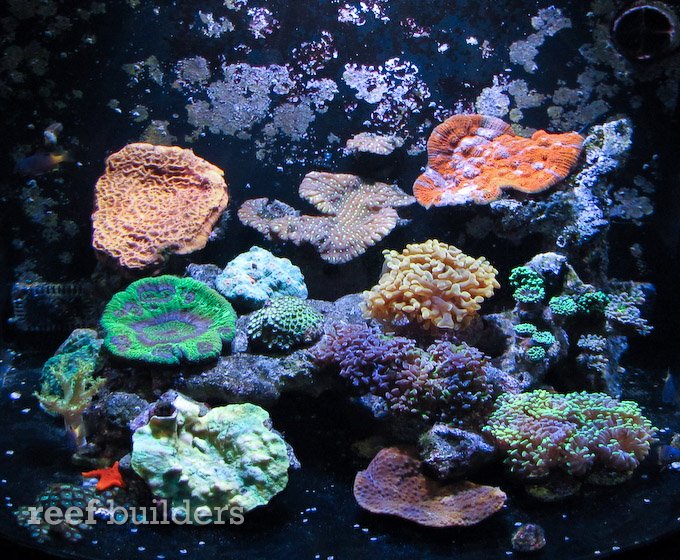 rent faktisk terrasse gennembore AI Nano LED pictured over live corals and mini reef | Reef Builders | The  Reef and Saltwater Aquarium Blog