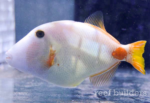 Albino undulated triggerfish :: Reefbuilders