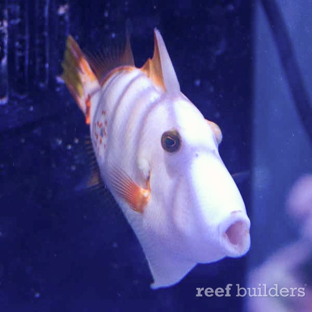 albino undulated triggerfish