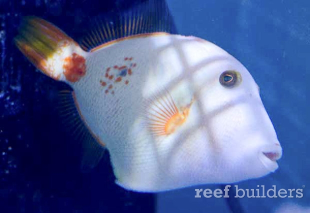 albino undulated triggerfish