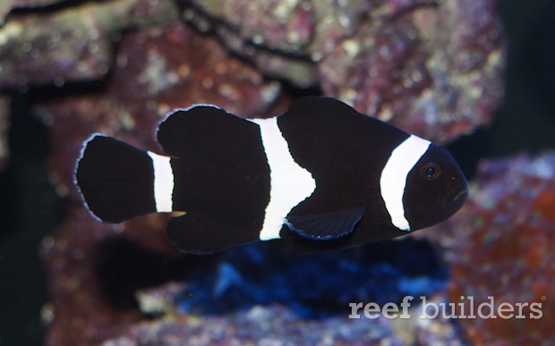 darwin ocellaris clownfish