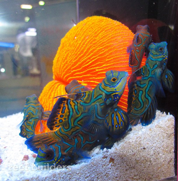 Captive Bred Mandarin Gobies Now Available From Indonesia Reef