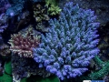 blue-acropora-vermiculata-reef-aquarium-display-aquatic-art-17