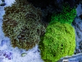 euphyllia-ancora-hammer-coral-reef-aquarium-display-aquatic-art-16