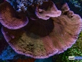 montipora-palawanensis-reef-aquarium-display-aquatic-art-6