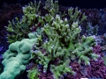 montipora-stellata-reef-aquarium-display-aquatic-art-4