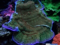 montipora-undata-reef-aquarium-display-aquatic-art-13