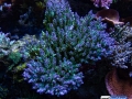 pearlberry-acropora-reef-aquarium-display-aquatic-art-3