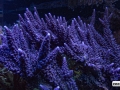 purple-acropora-reef-aquarium-display-aquatic-art-5
