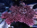 red-planet-acro-reef-aquarium-display-aquatic-art-14