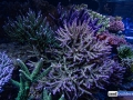 reef-aquarium-display-aquatic-art-12