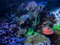 reef-aquarium-display-aquatic-art-15