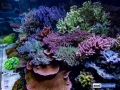 reef-aquarium-display-aquatic-art-19