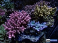 reef-aquarium-display-aquatic-art-2
