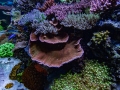 reef-aquarium-display-aquatic-art-20