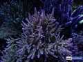 reef-aquarium-display-aquatic-art-7