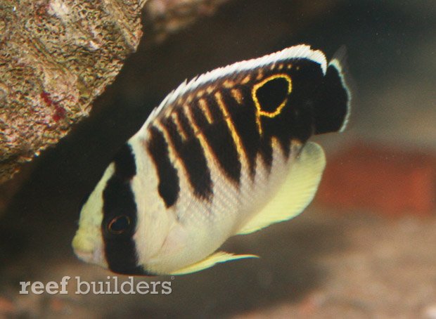 apolemichthys kingi