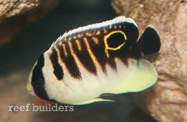 apolemichthys kingi