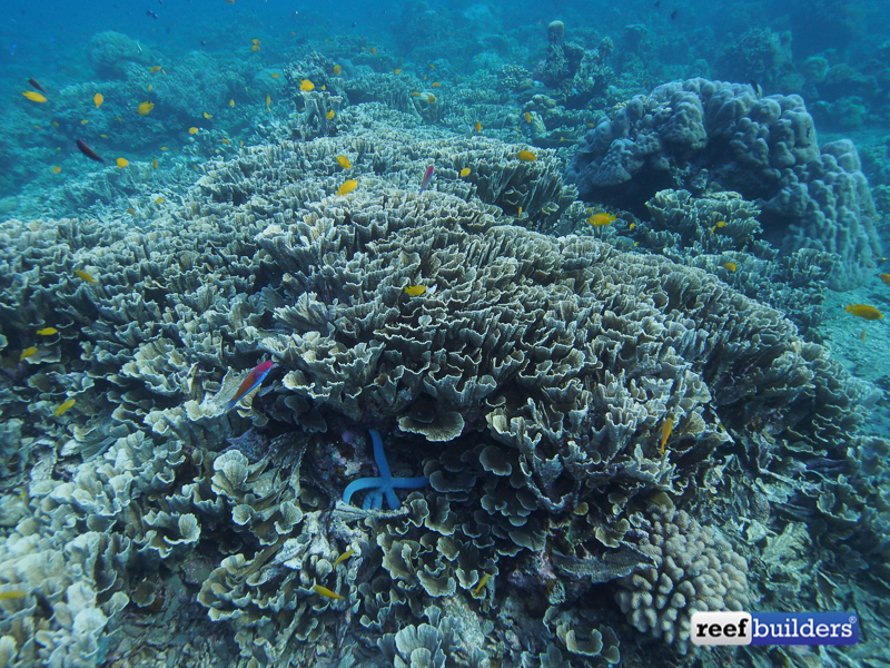 Reef Builders Indonesia Travelogue: Tulamben, Bali | Reef Builders ...