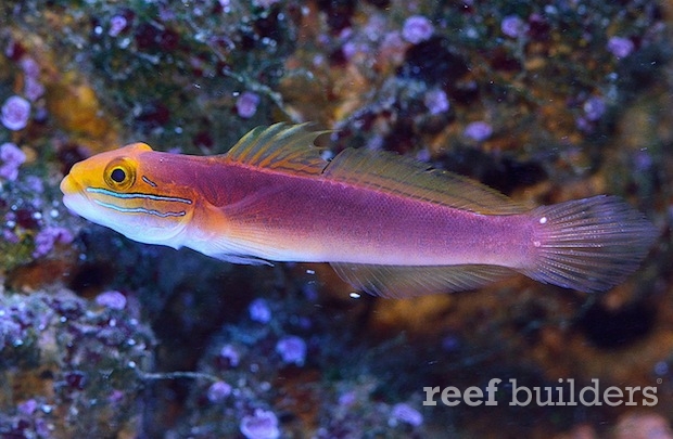 bellae-goby