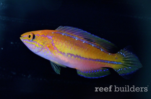 pintail-fairy-wrasse