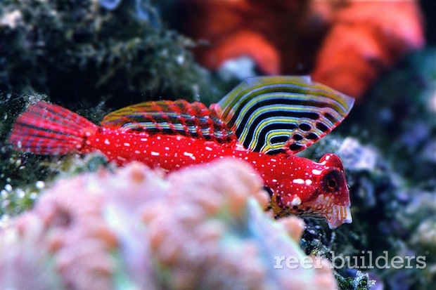 red-ruby-dragonet