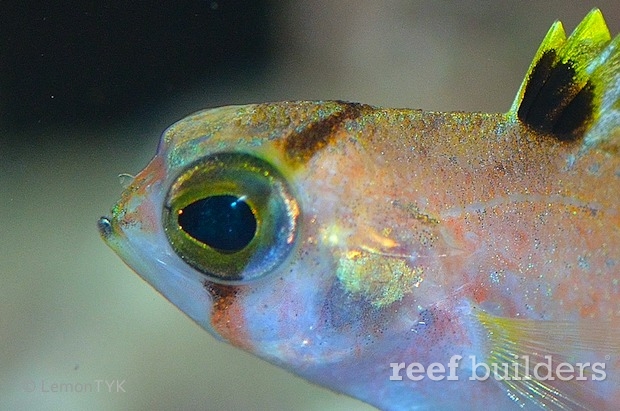 bullisicthys-caribbaeus-png