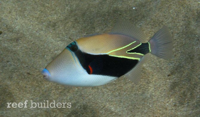 canon d10 underwater camera sample pictures from hawaii