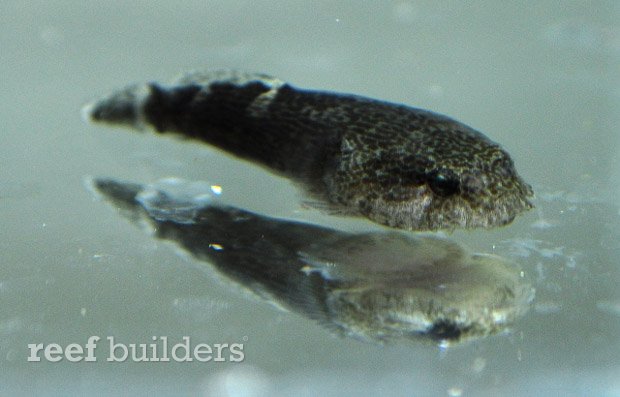 Captive-bred Stippled Clingfish