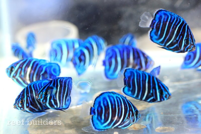 Captive-bred Annularis Angelfish, by Bali Aquarich.