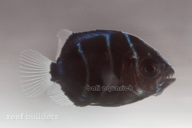 blue ring angelfish