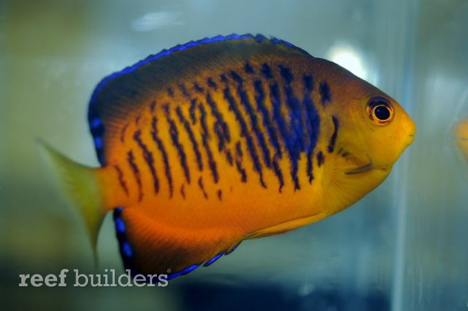 guam angelfish