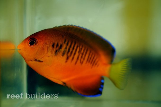 guam angelfish