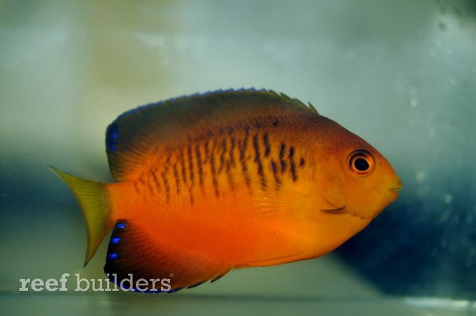 guam angelfish