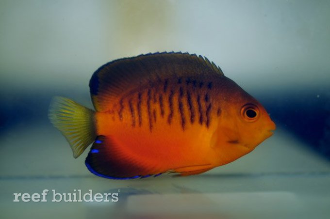 guam angelfish