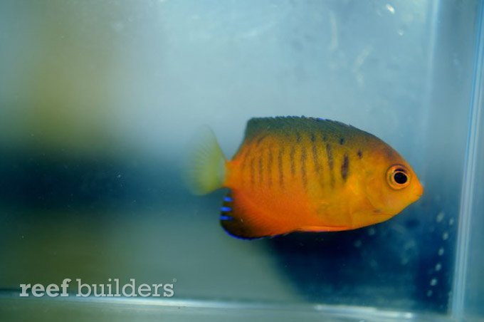 Centropyge Shepardi From Guam Are The Real Deal Mango Angelfish Reef