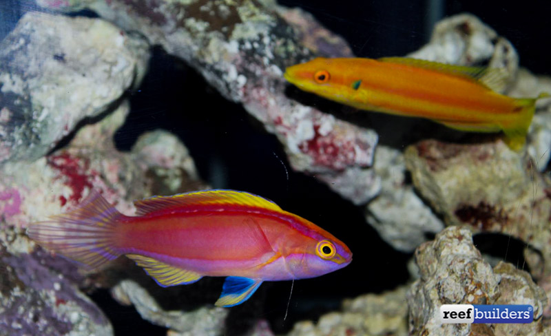Awesome Fish Spotlight: Cirrhilabrus roseafascia from the Coral Sea ...