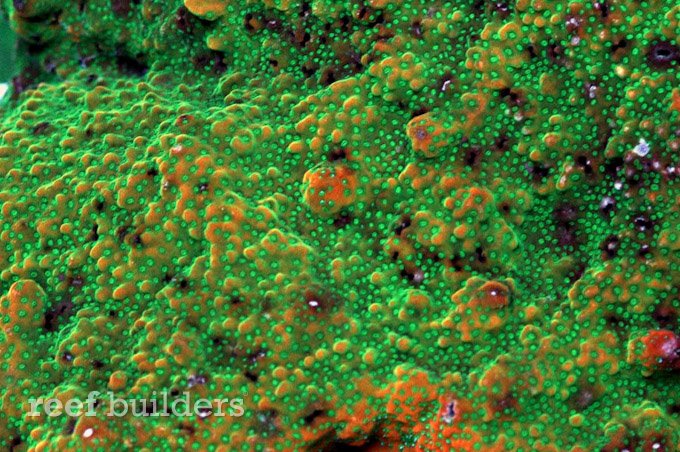 corals down under gold rush montipora