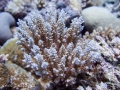 A standalone colony of Acropora inermis
