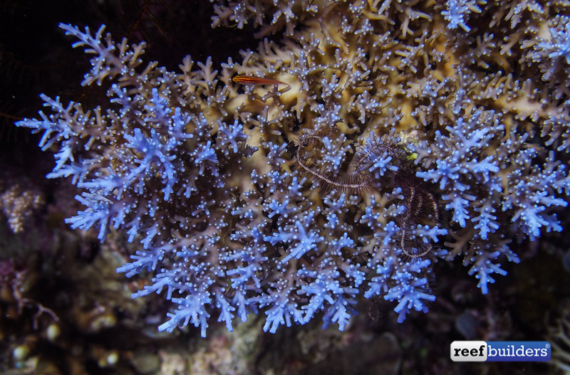 philippines stony soft corals-10.jpg